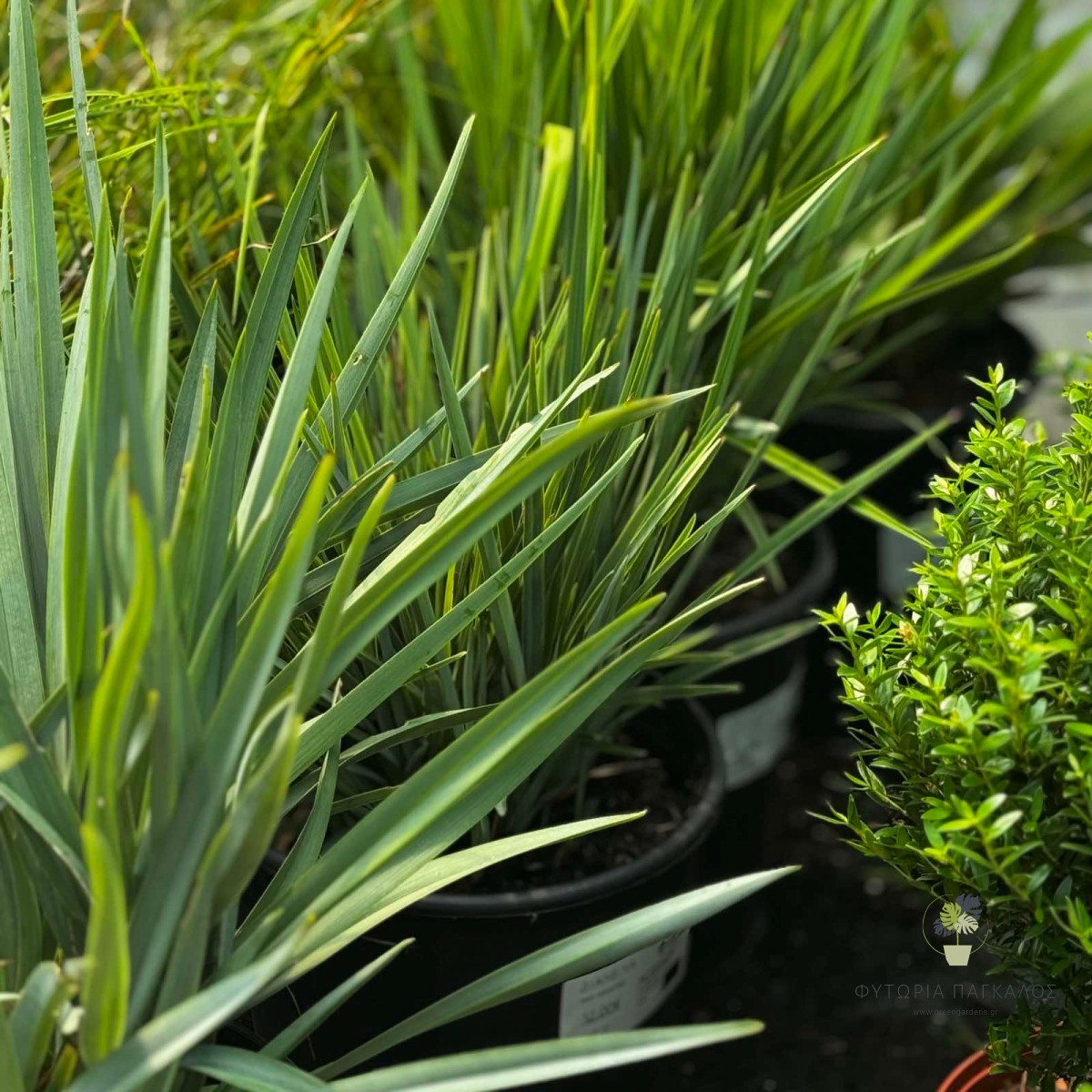 Διανέλλα (Dianella revoluta) | Αειθαλές Διακοσμητικό Φυτό για Σύγχρονους Κήπους - 4 lt